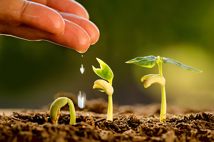 Una mano riega unas plantas de cultivo en medio de un fondo de naturaleza verde borrosa